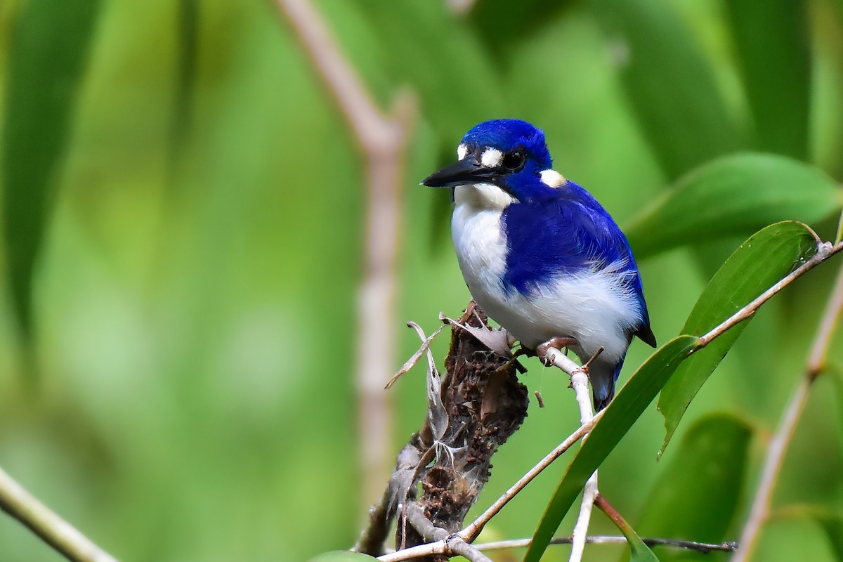 Little Kingfisher - ML640944612
