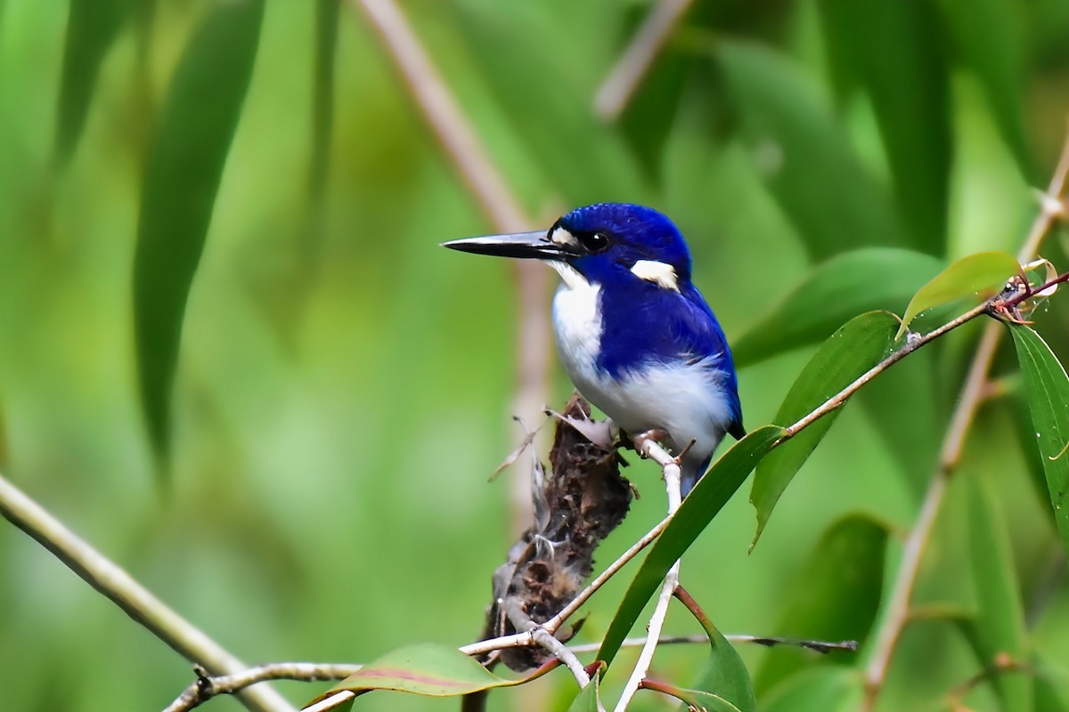 Little Kingfisher - ML640944613
