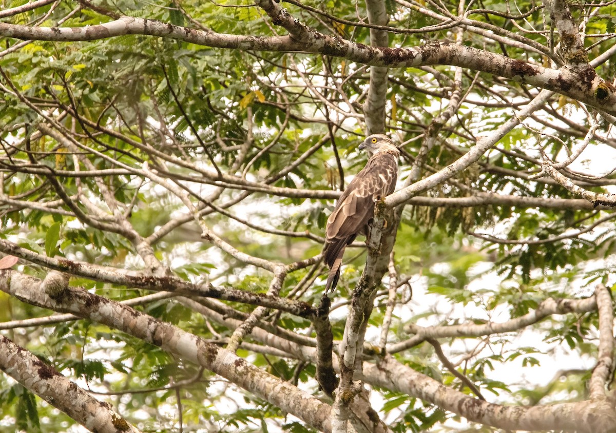 Philippine Honey-buzzard - ML640944615