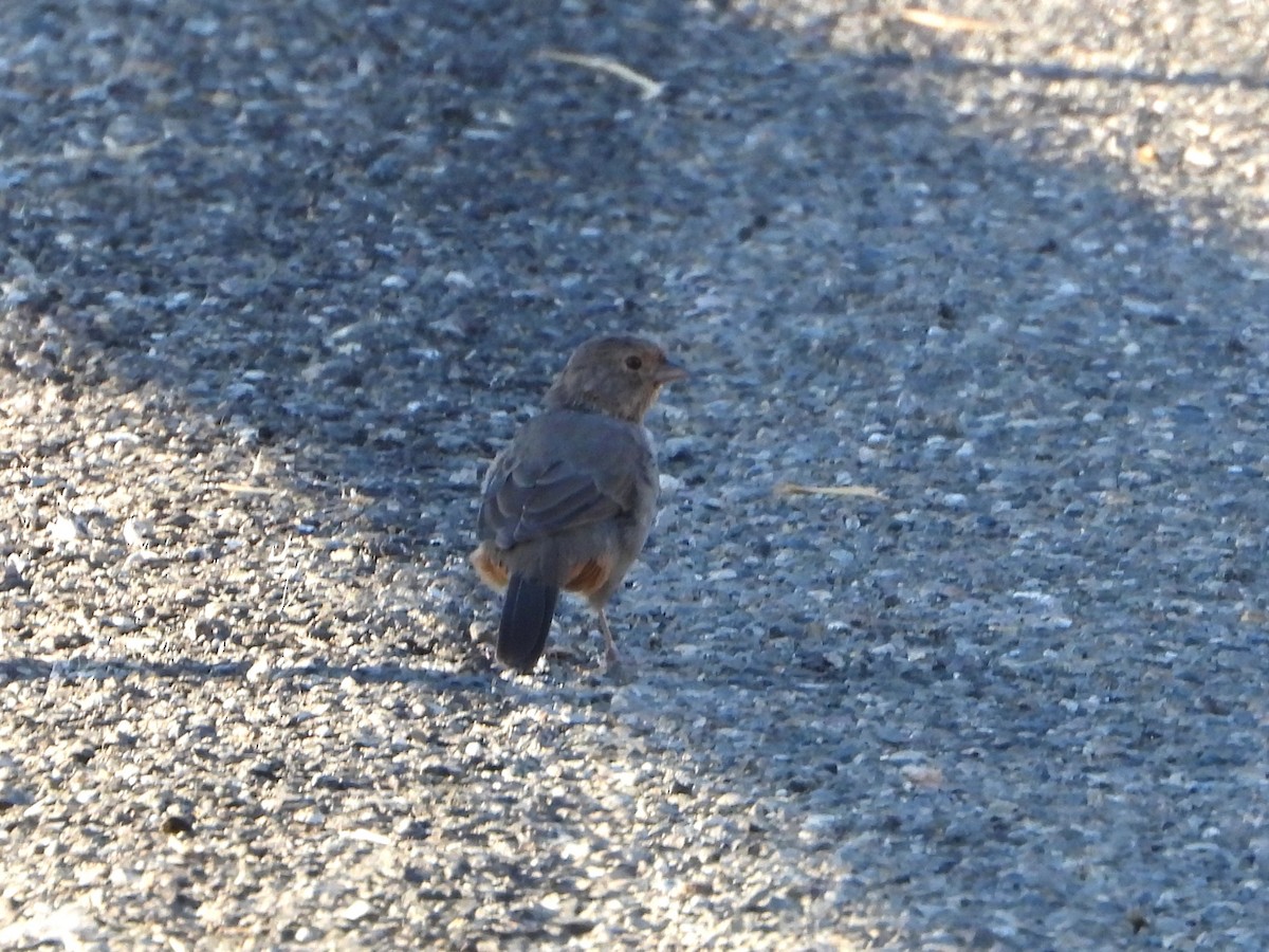 California Towhee - ML640944624