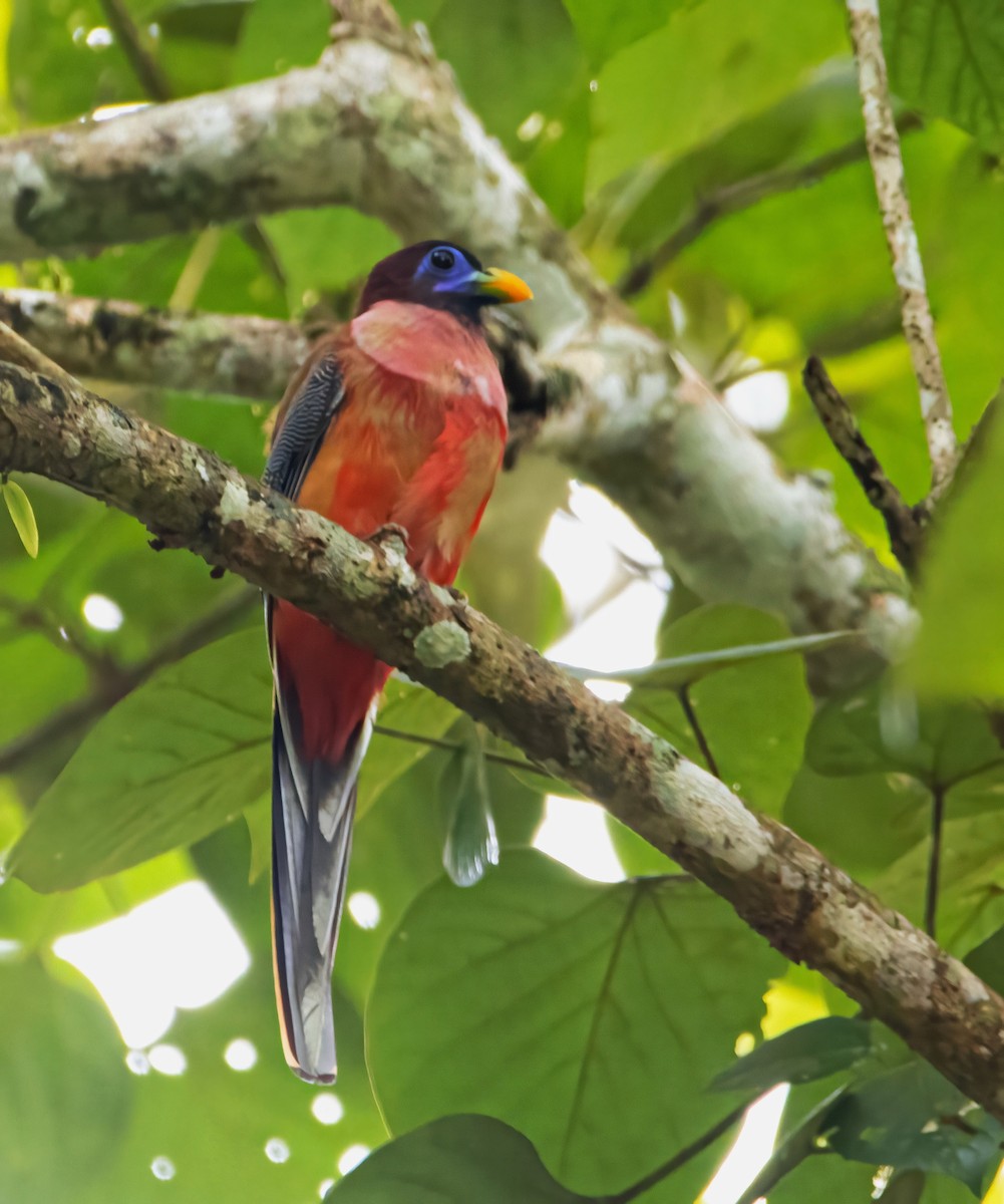 Philippine Trogon - ML640944625