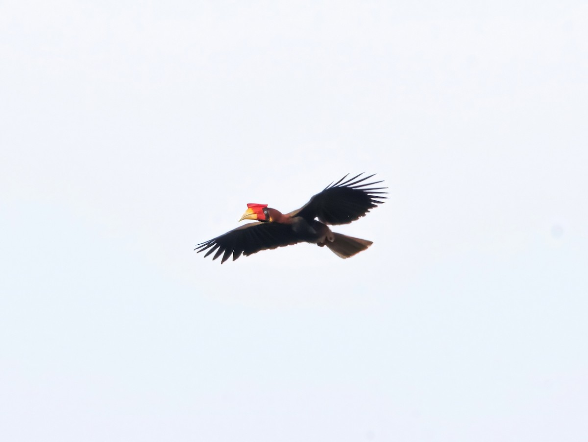 Rufous Hornbill - ML640944646
