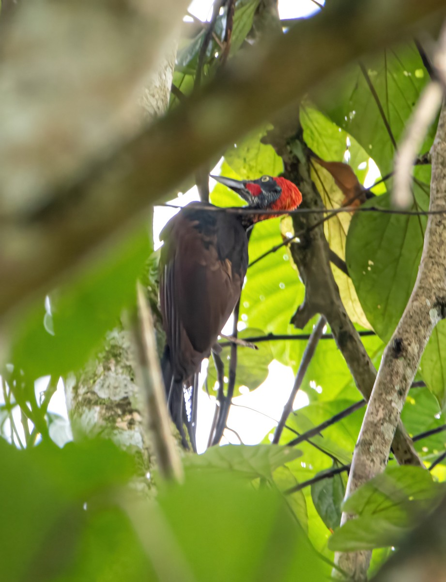 White-bellied Woodpecker - ML640944648
