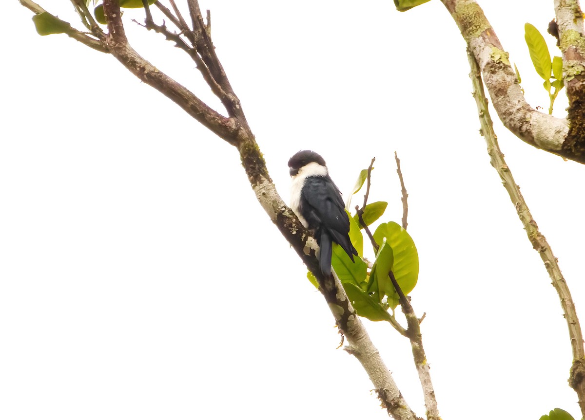 Philippine Falconet - ML640944651