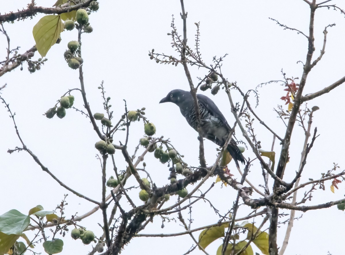 Mindanao Cuckooshrike - ML640944658