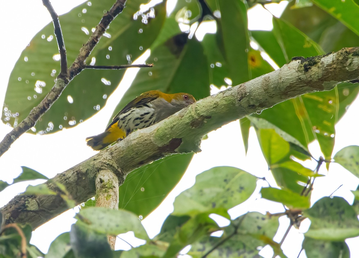 Philippine Oriole - ML640944661