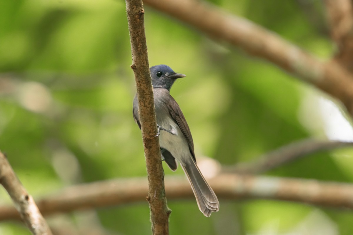 Black-naped Monarch - ML640944662