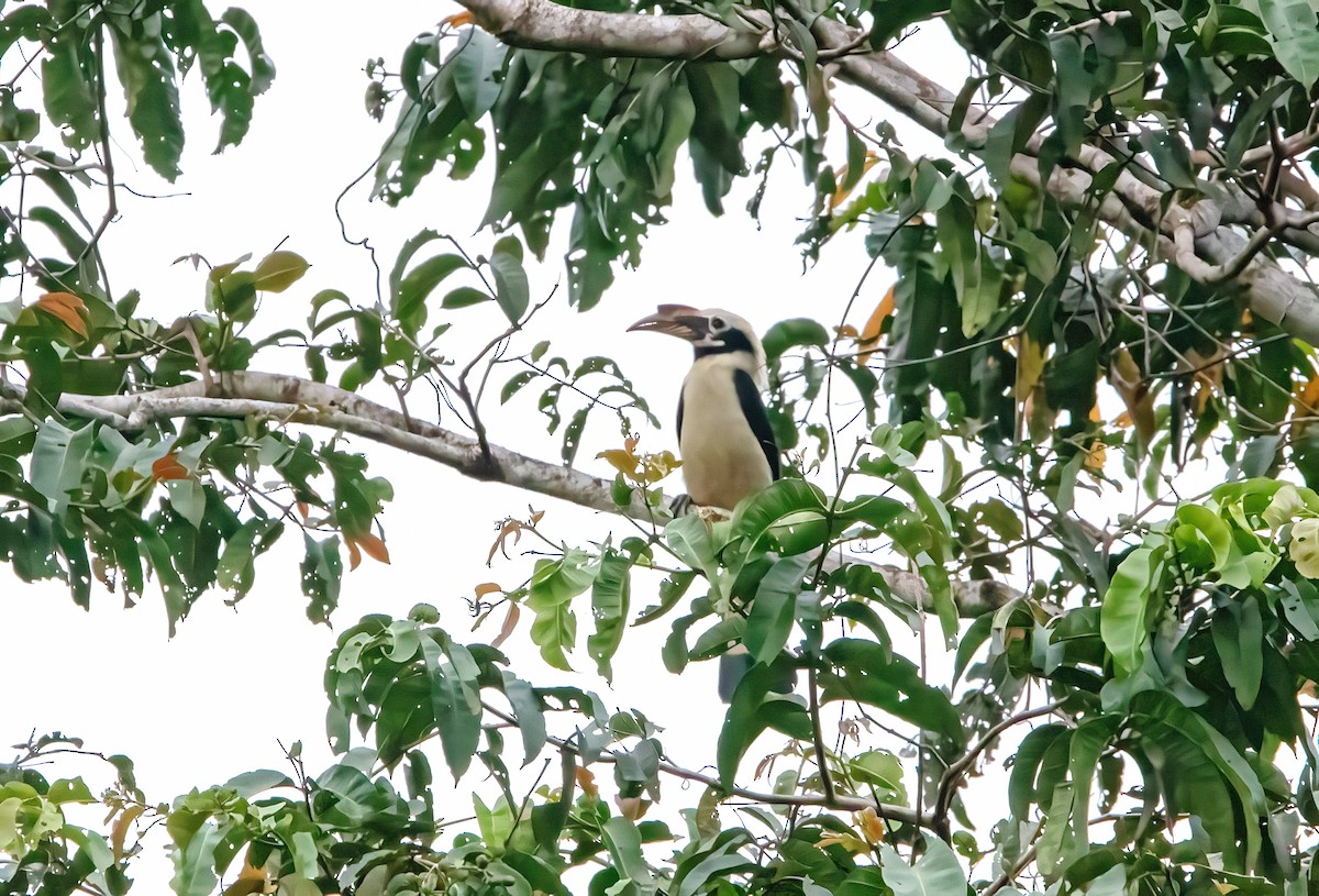 Mindanao Hornbill - ML640944672