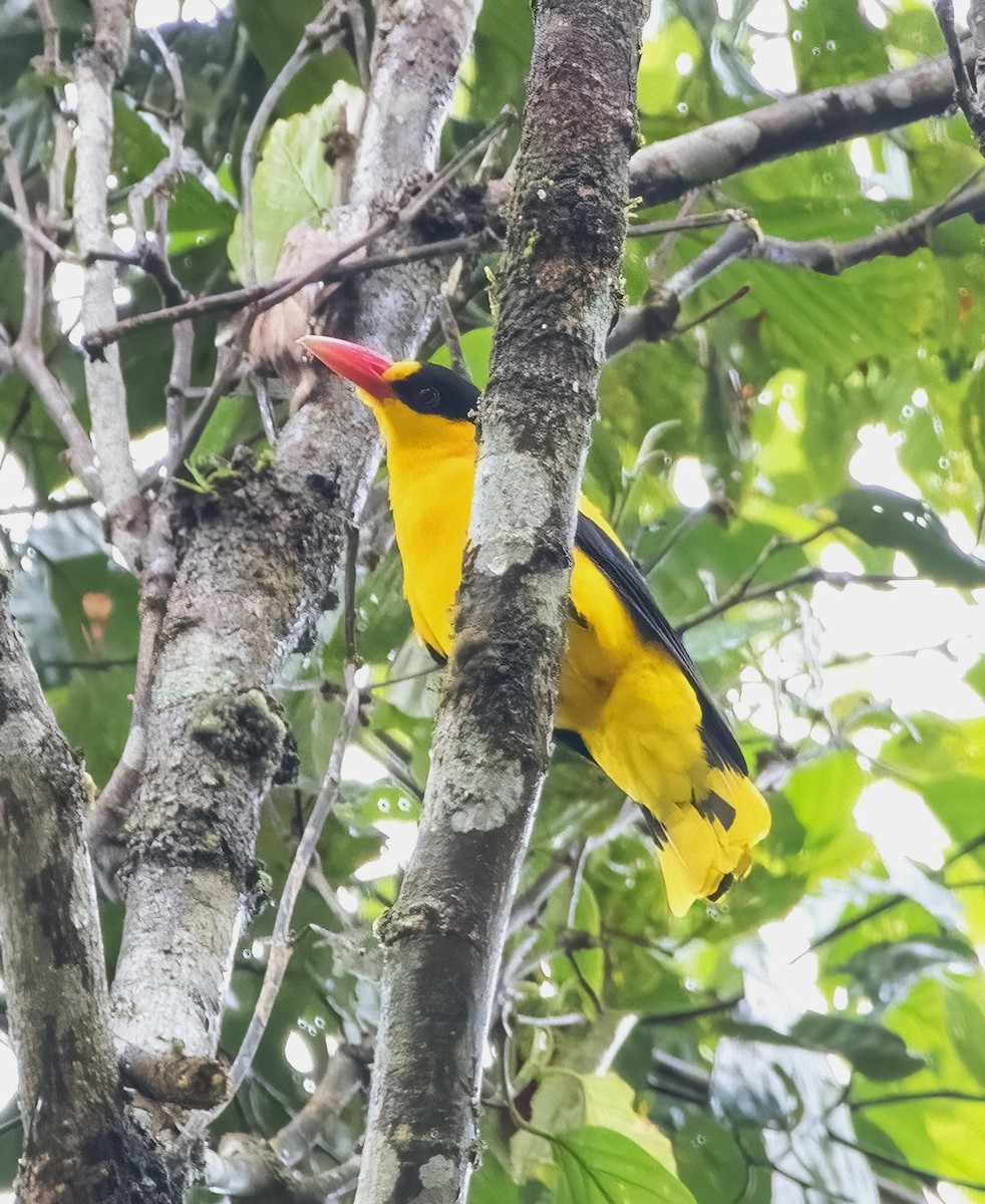 Black-naped Oriole - ML640944677