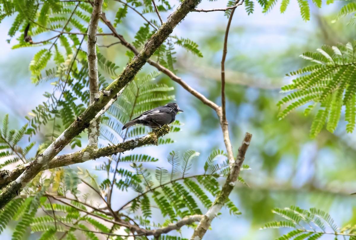 White-fronted Tit - ML640944699