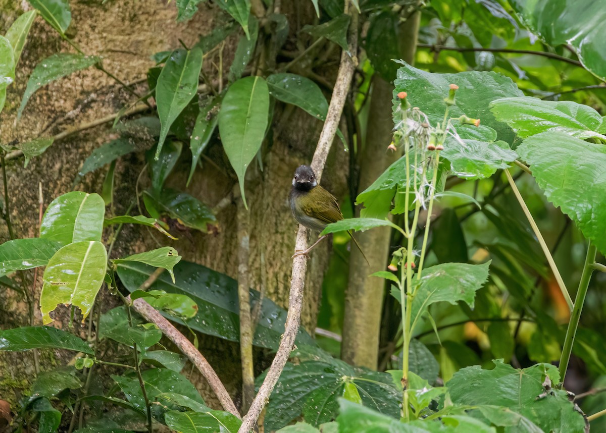 White-eared Tailorbird - ML640944701