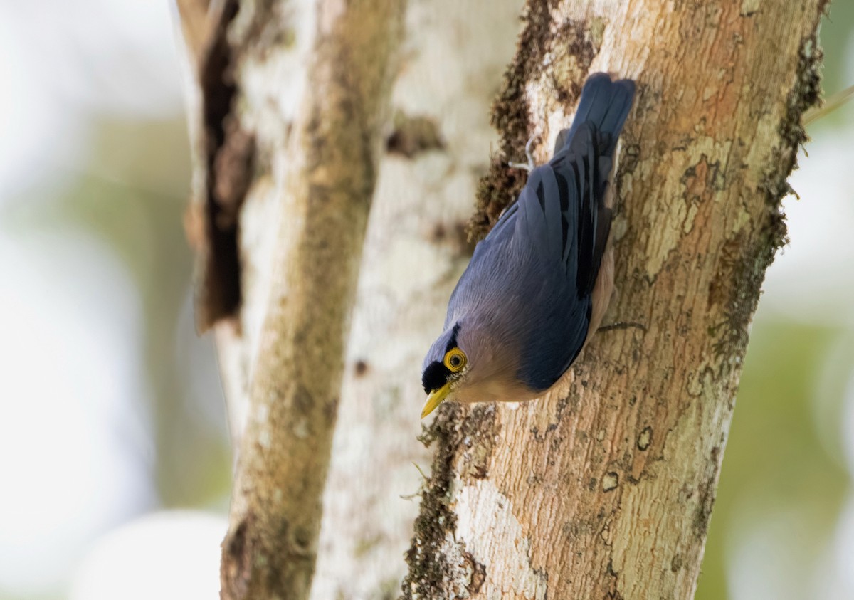 Sulphur-billed Nuthatch - ML640944704