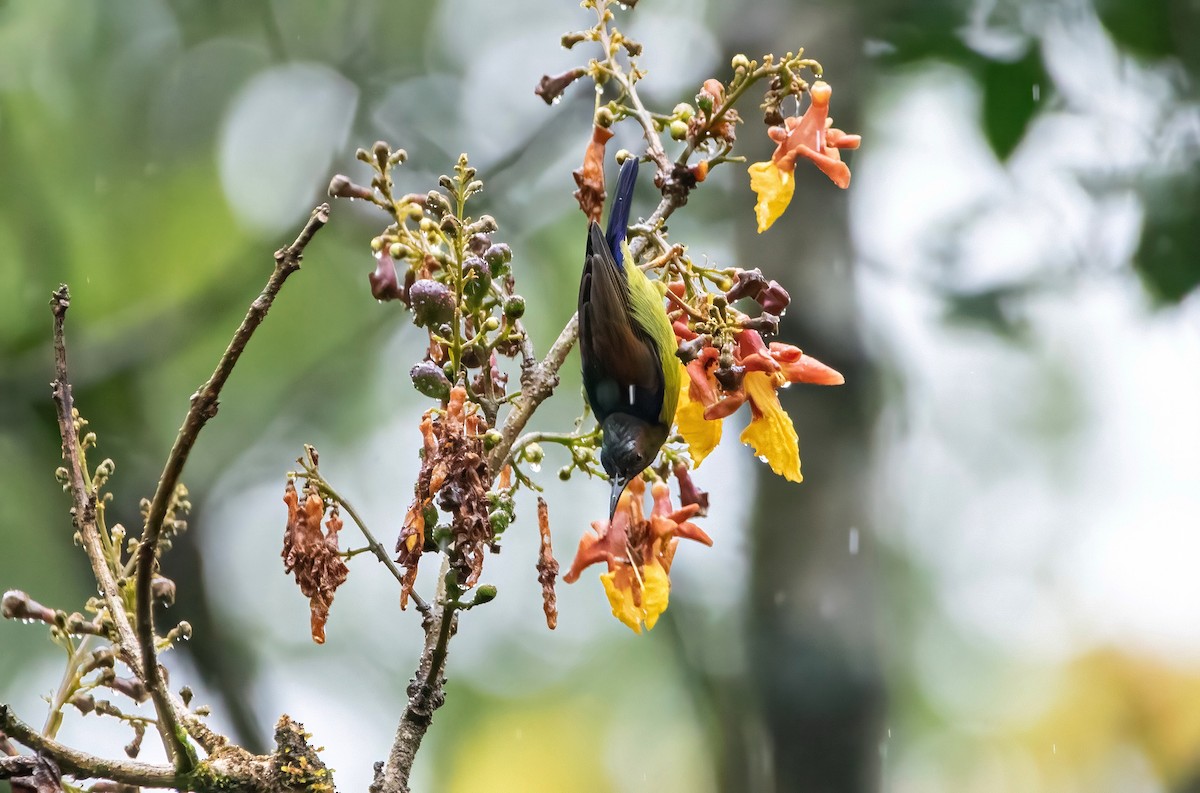 Brown-throated Sunbird - ML640944706