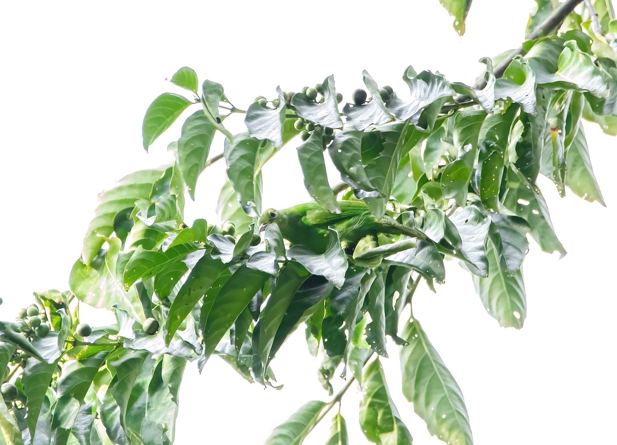 Philippine Leafbird - ML640944710