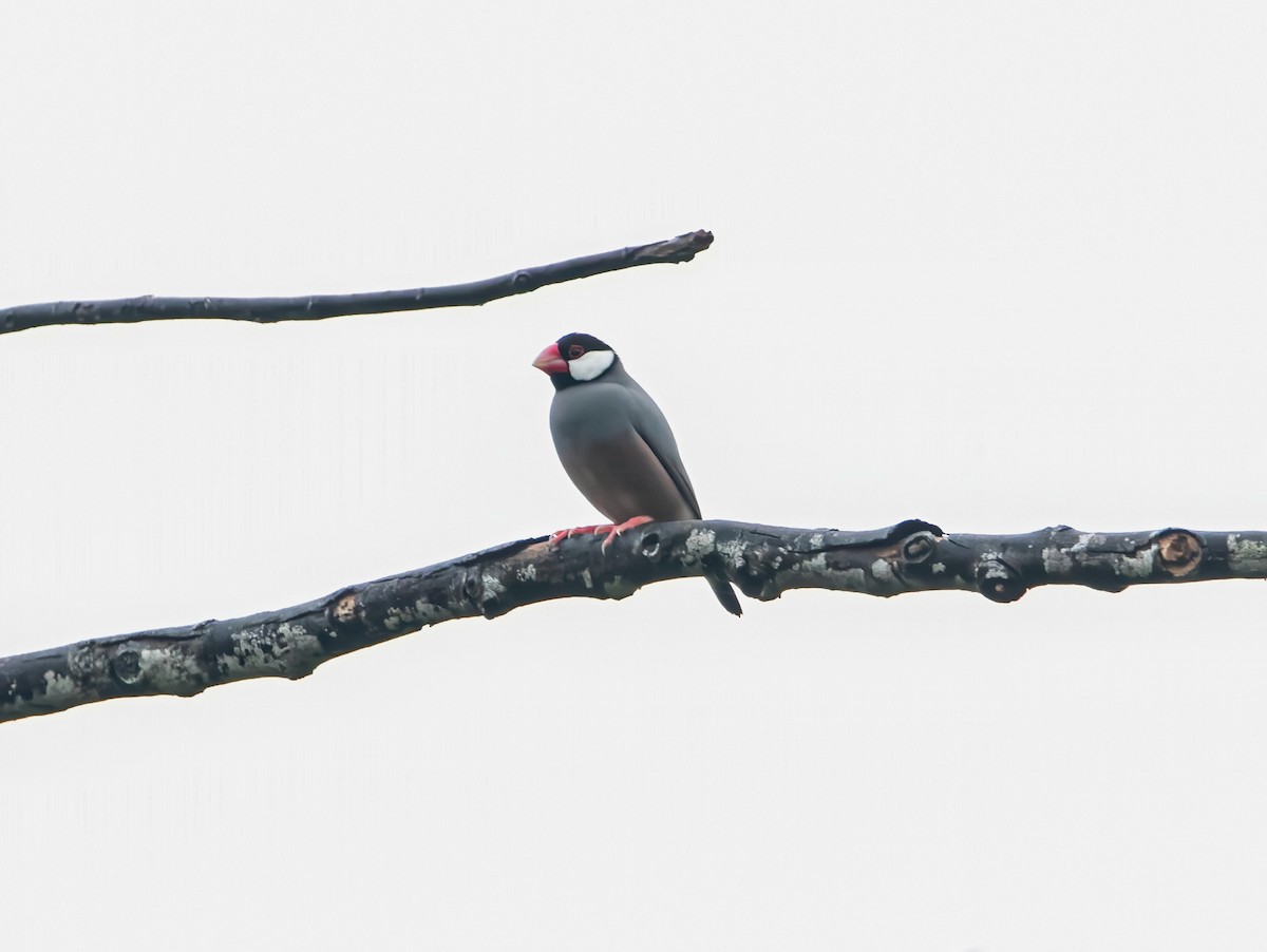 Java Sparrow - ML640944712