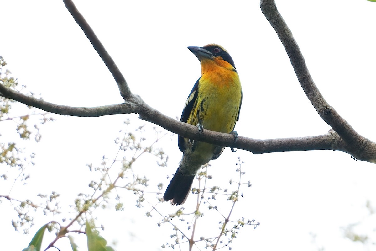 Gilded Barbet - ML640944780