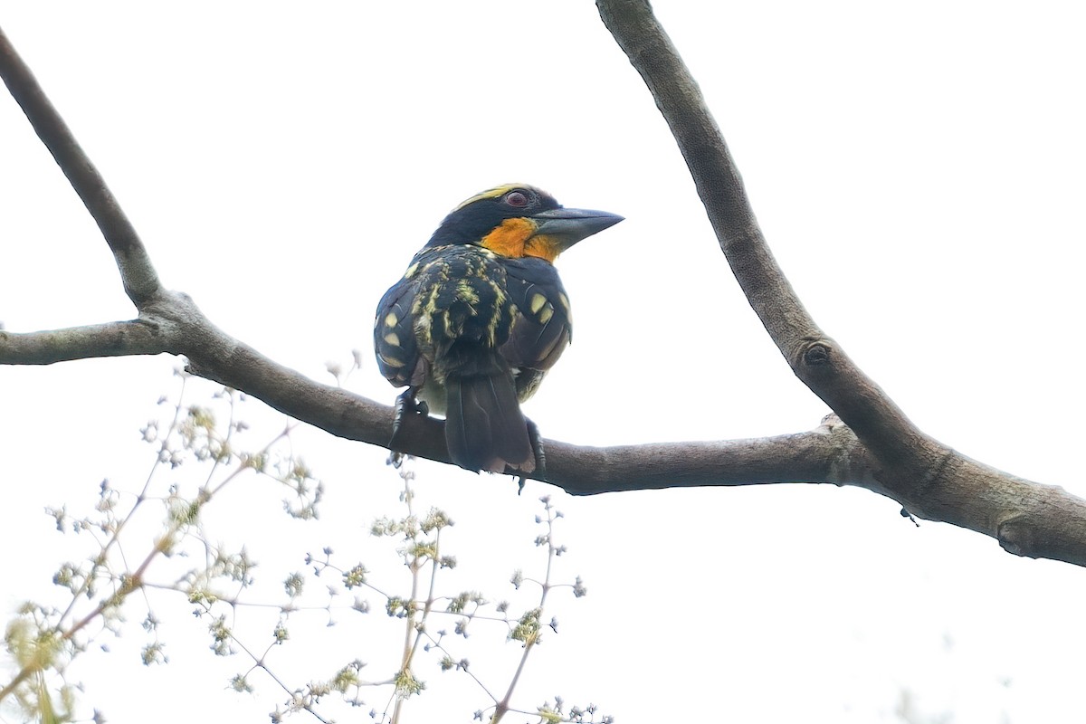 Gilded Barbet - ML640944781
