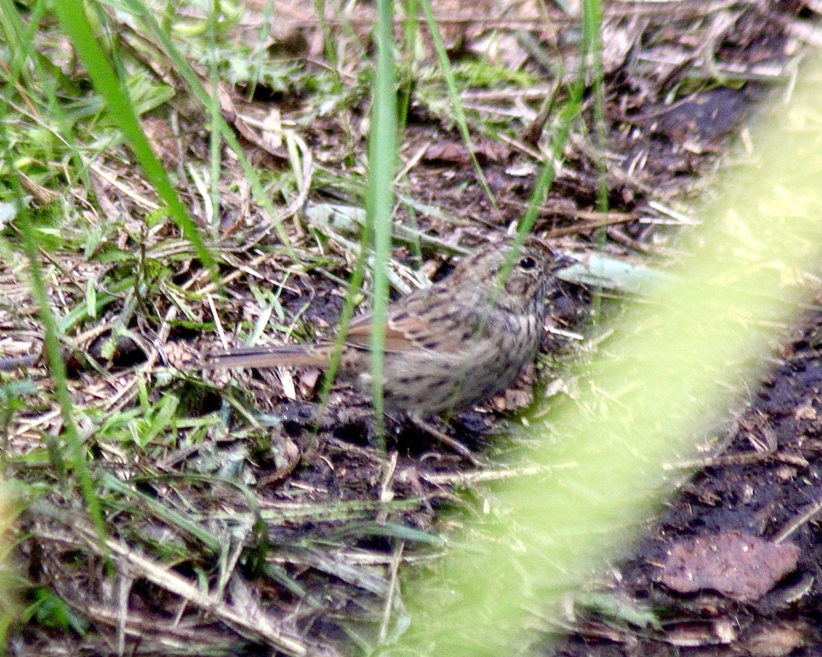 Lincoln's Sparrow - ML640944810