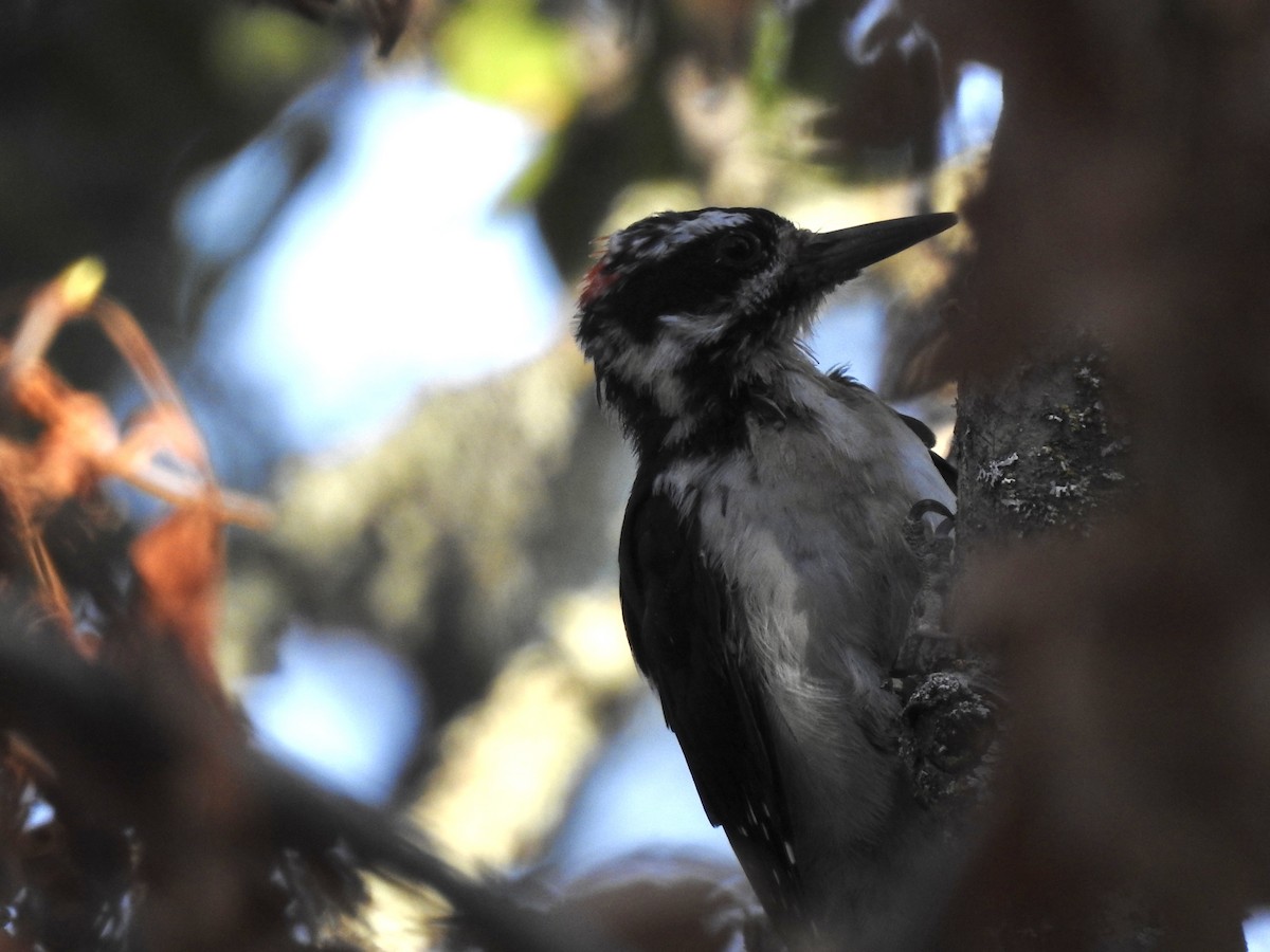 Hairy Woodpecker - ML640944829
