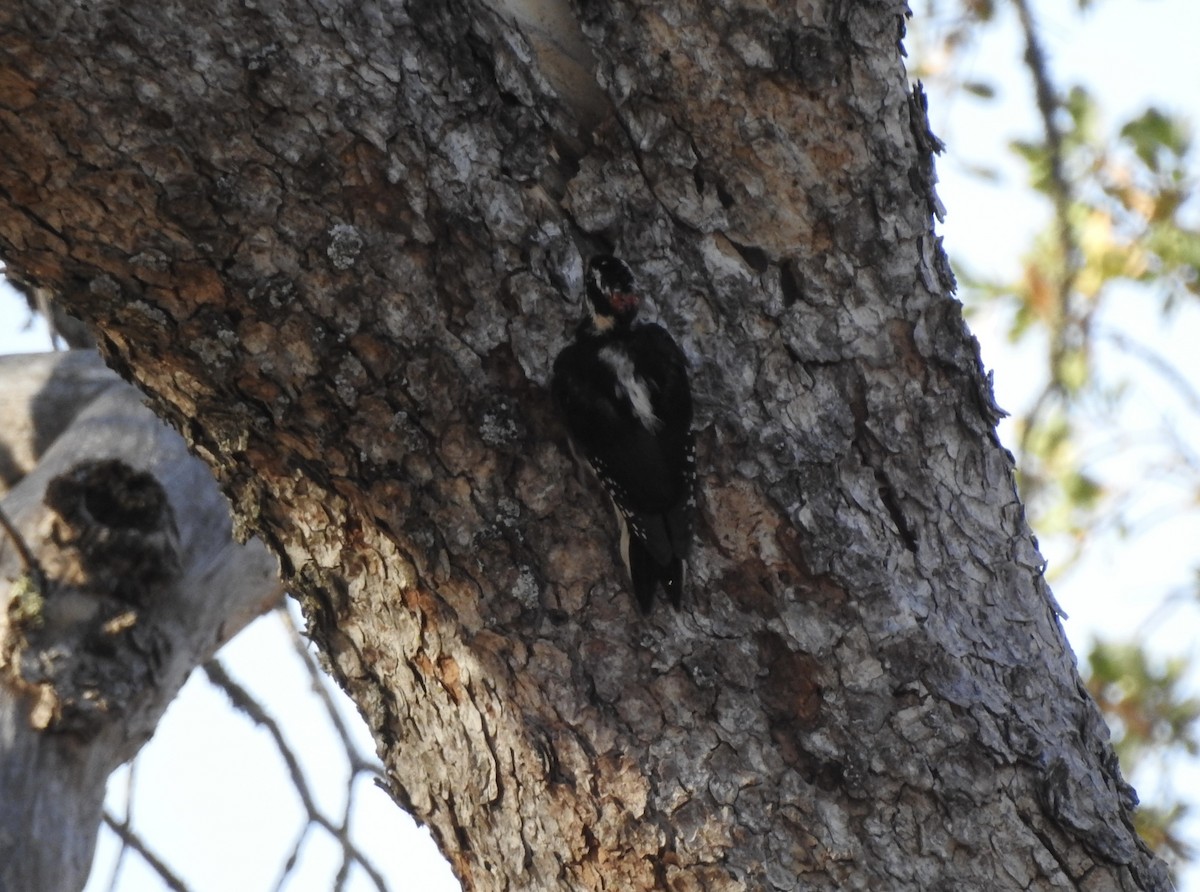 Hairy Woodpecker - ML640944830
