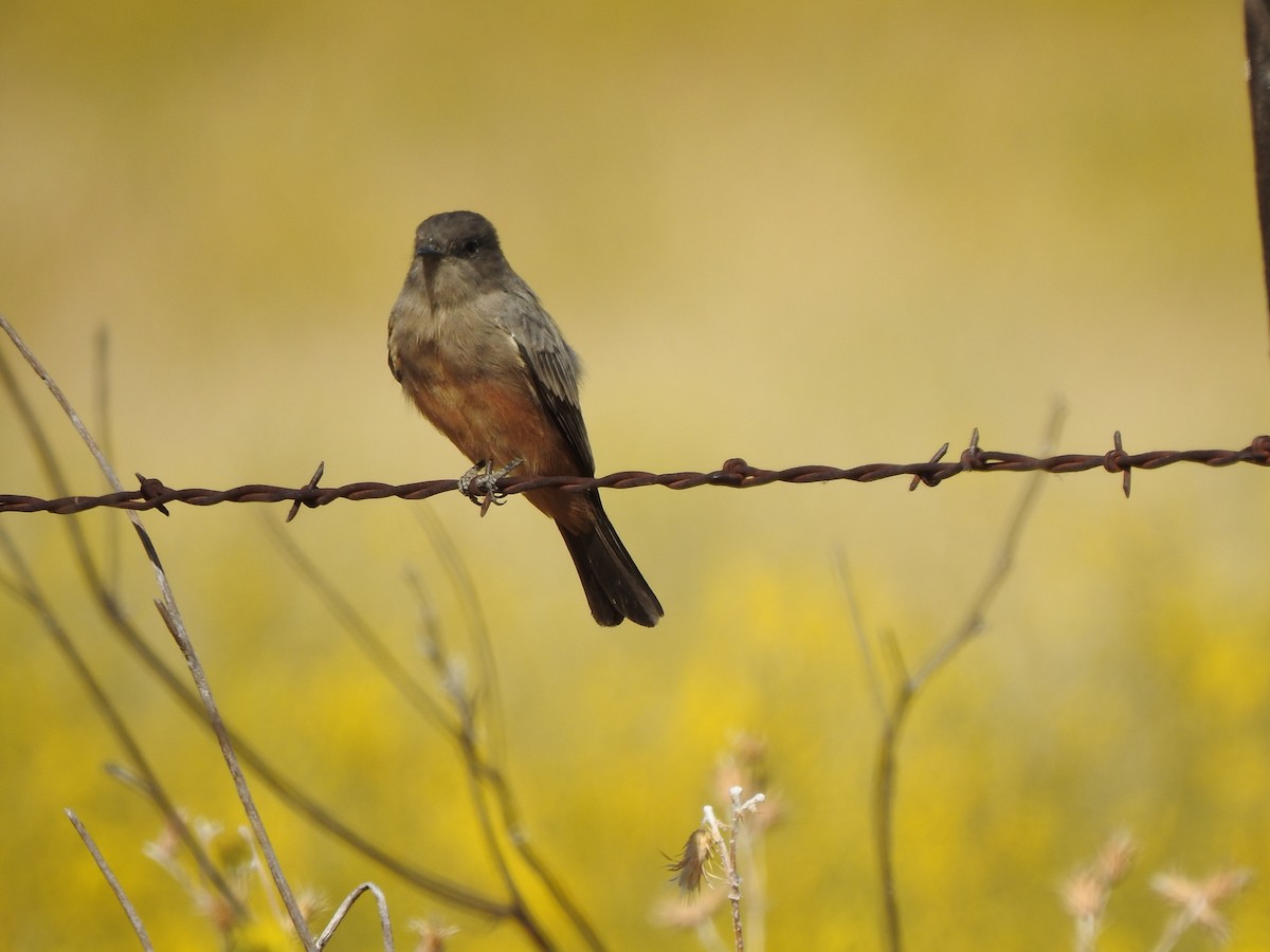Say's Phoebe - ML640944838