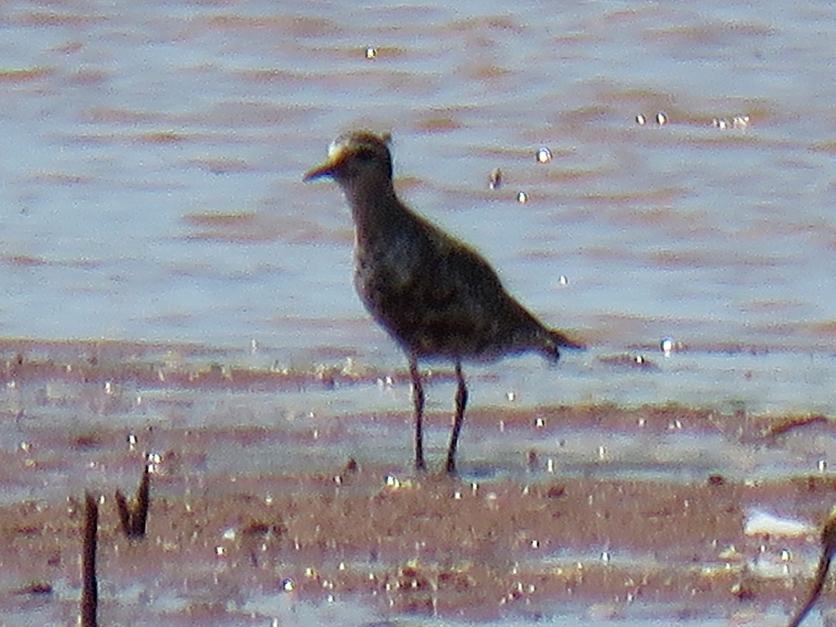 American Golden-Plover - ML640944866