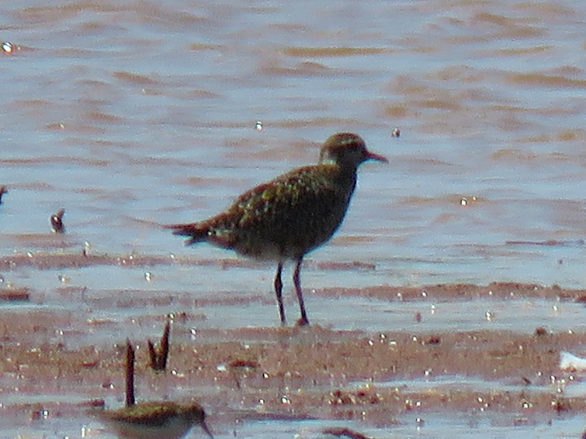 American Golden-Plover - ML640944867