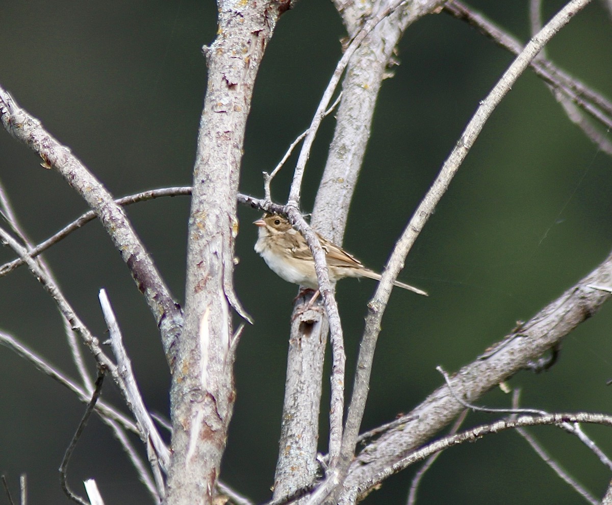 Clay-colored Sparrow - ML640944876
