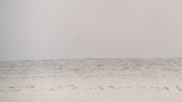 gull sp. - ML640944877