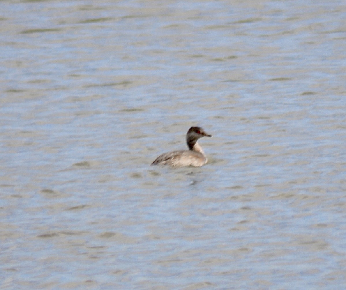Horned Grebe - ML640944887