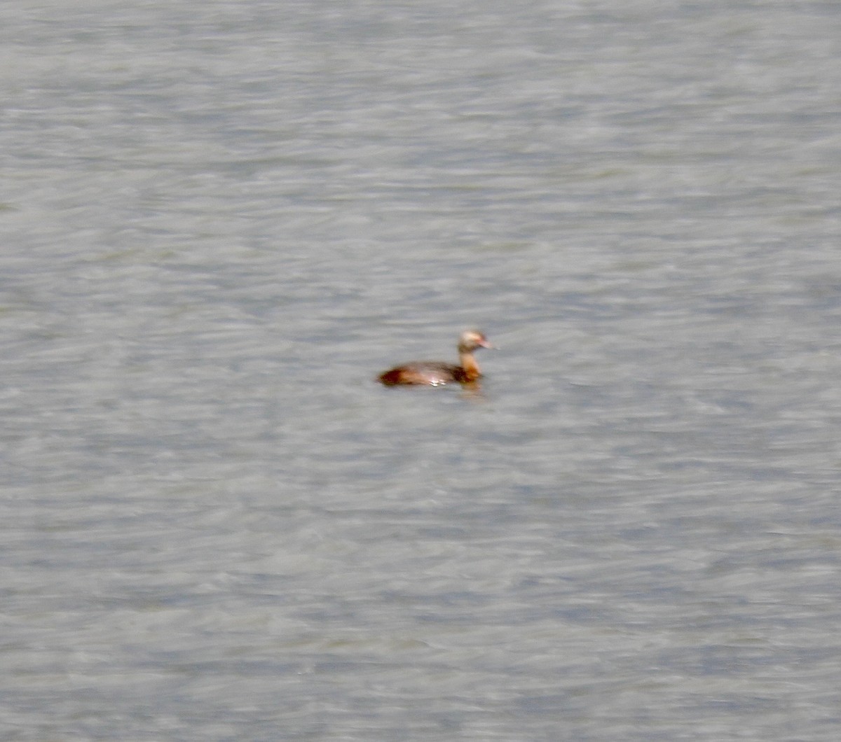 Horned Grebe - ML640944888