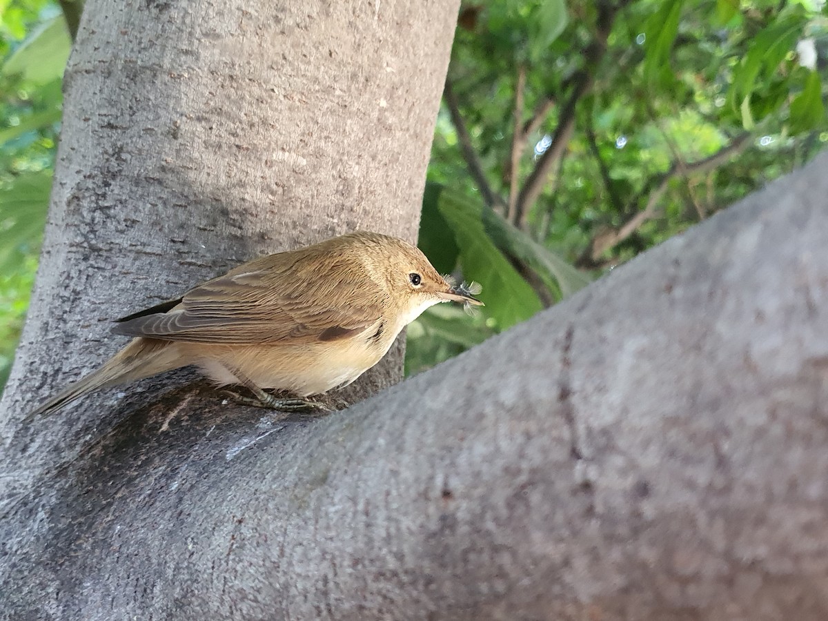 Common Reed Warbler - ML640944892