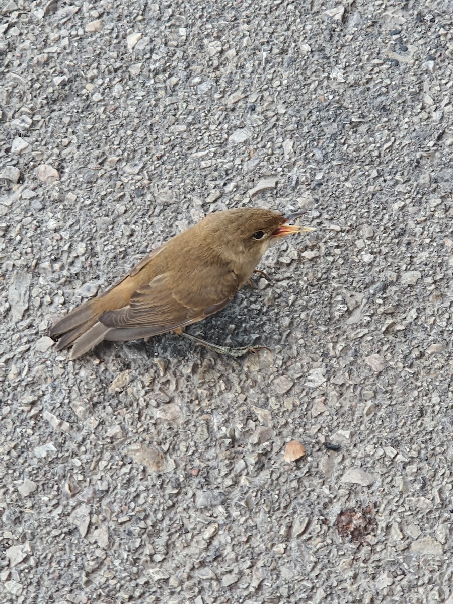 Common Reed Warbler - ML640944893