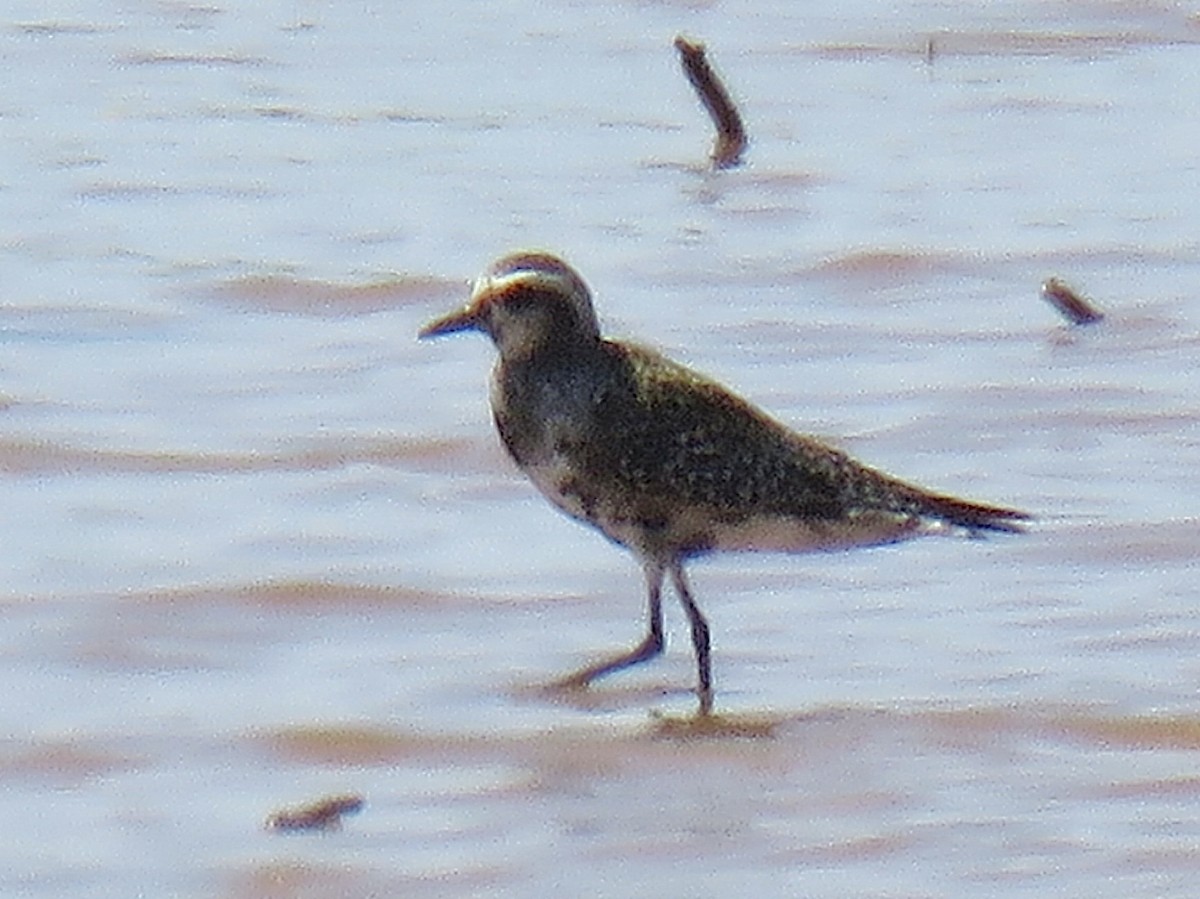 American Golden-Plover - ML640944920