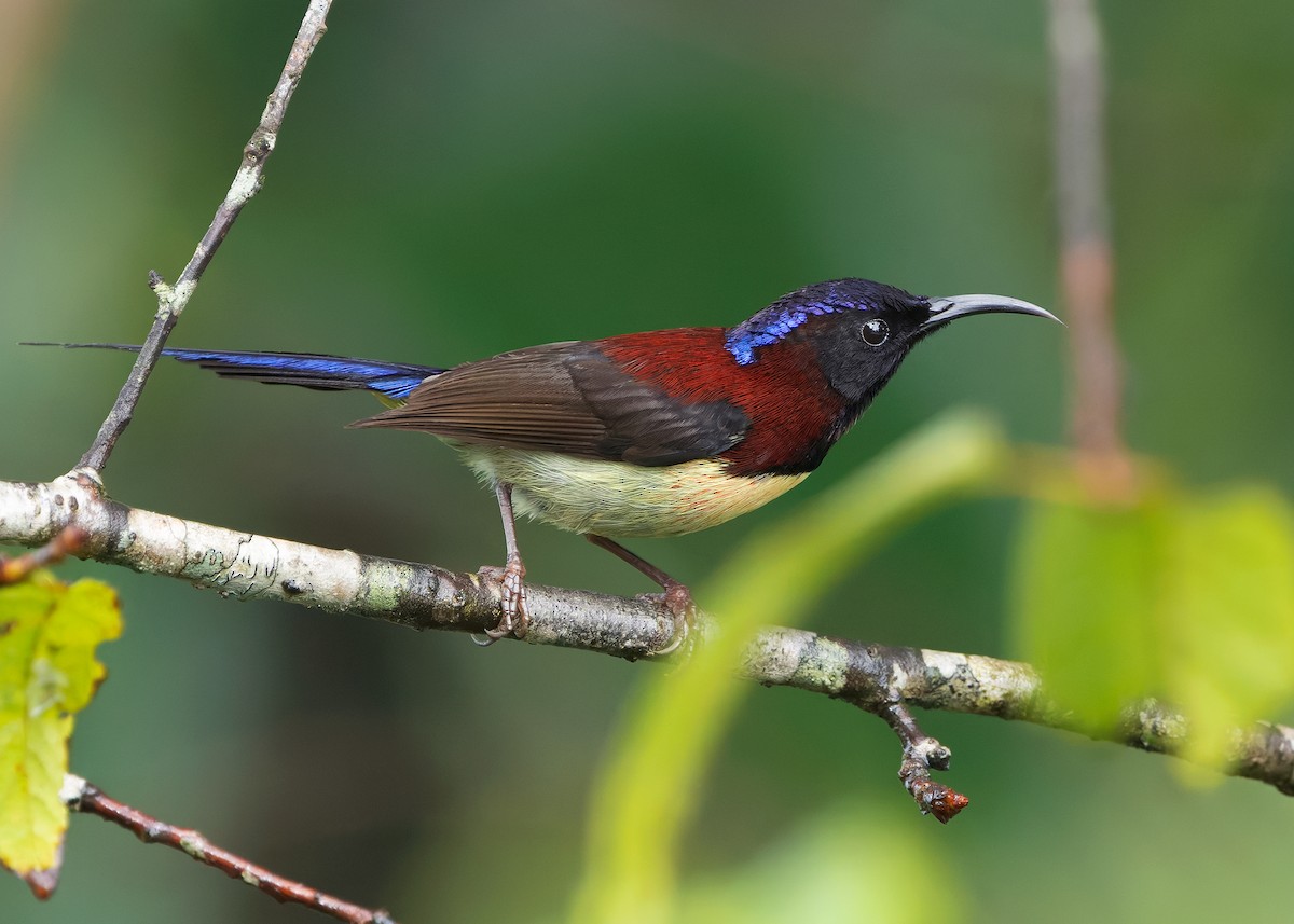 Black-throated Sunbird (Black-throated) - ML640944946