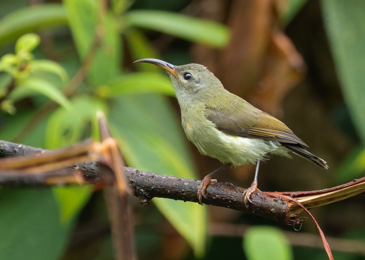 Black-throated Sunbird (Black-throated) - ML640944948