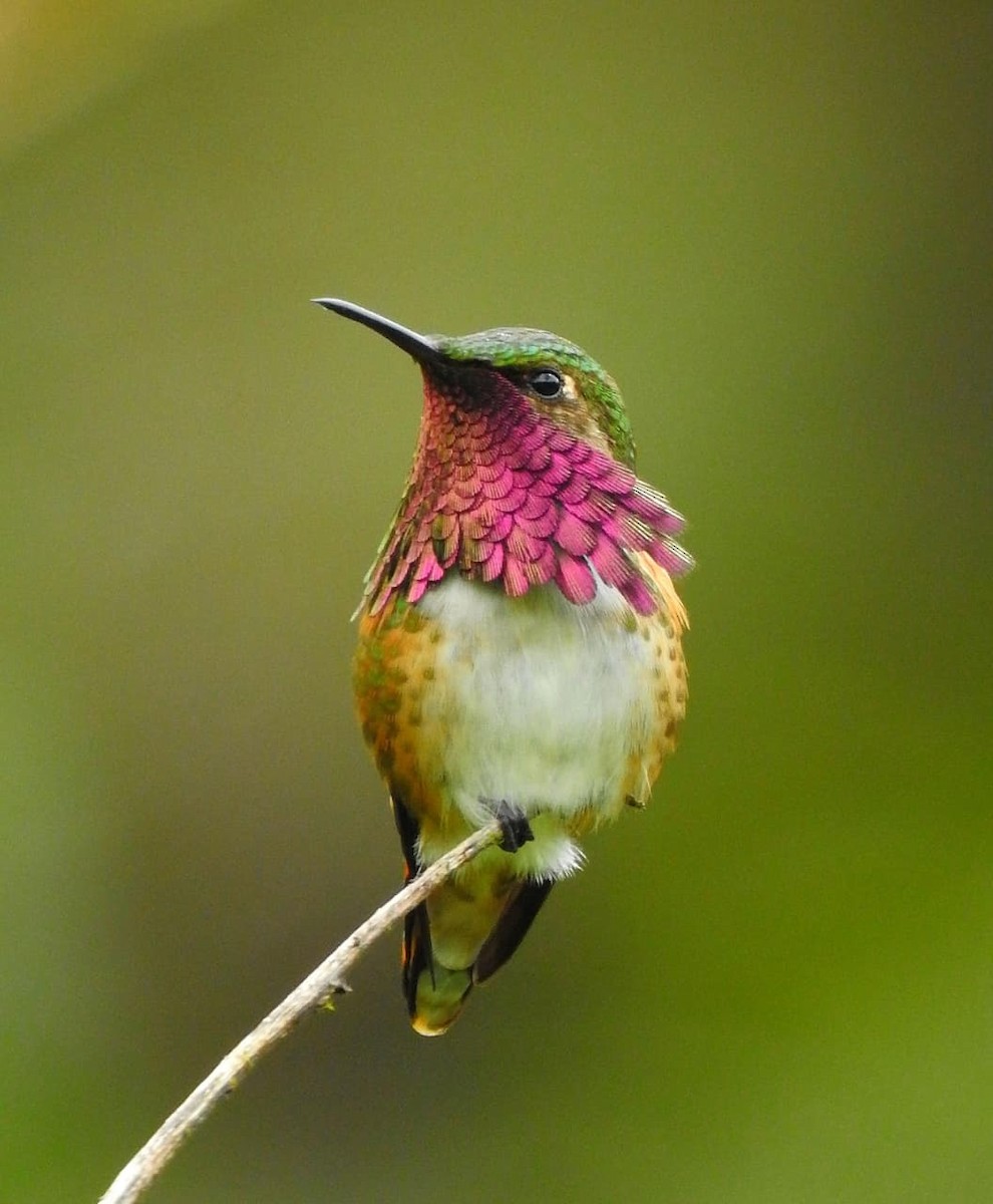 グアテマラコアカヒゲハチドリ - ML640945034