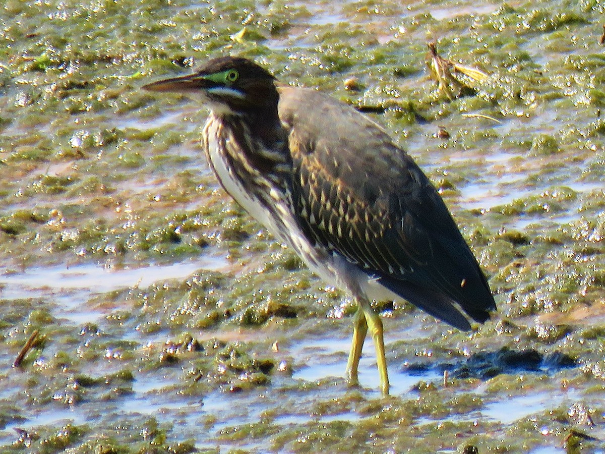 Green Heron - ML640945035