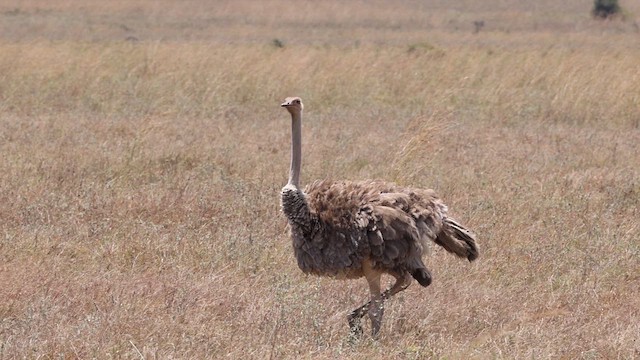 Common Ostrich - ML640945048
