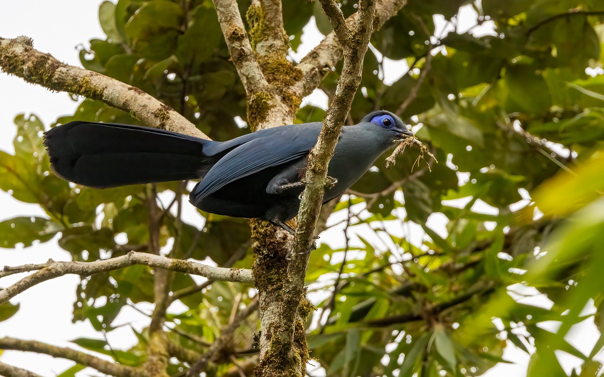 Blue Coua - ML640945082