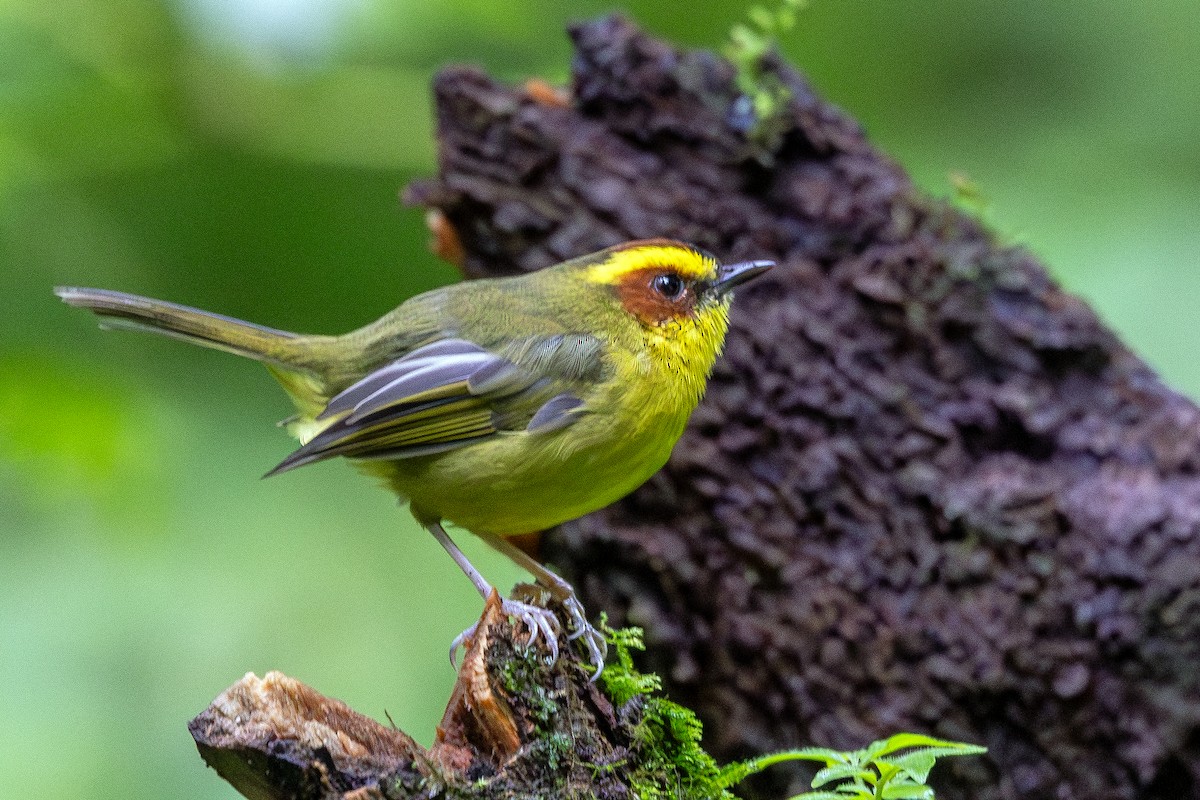 Golden-browed Warbler - ML640945085