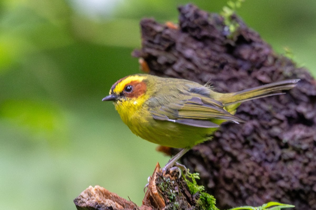 Golden-browed Warbler - ML640945086