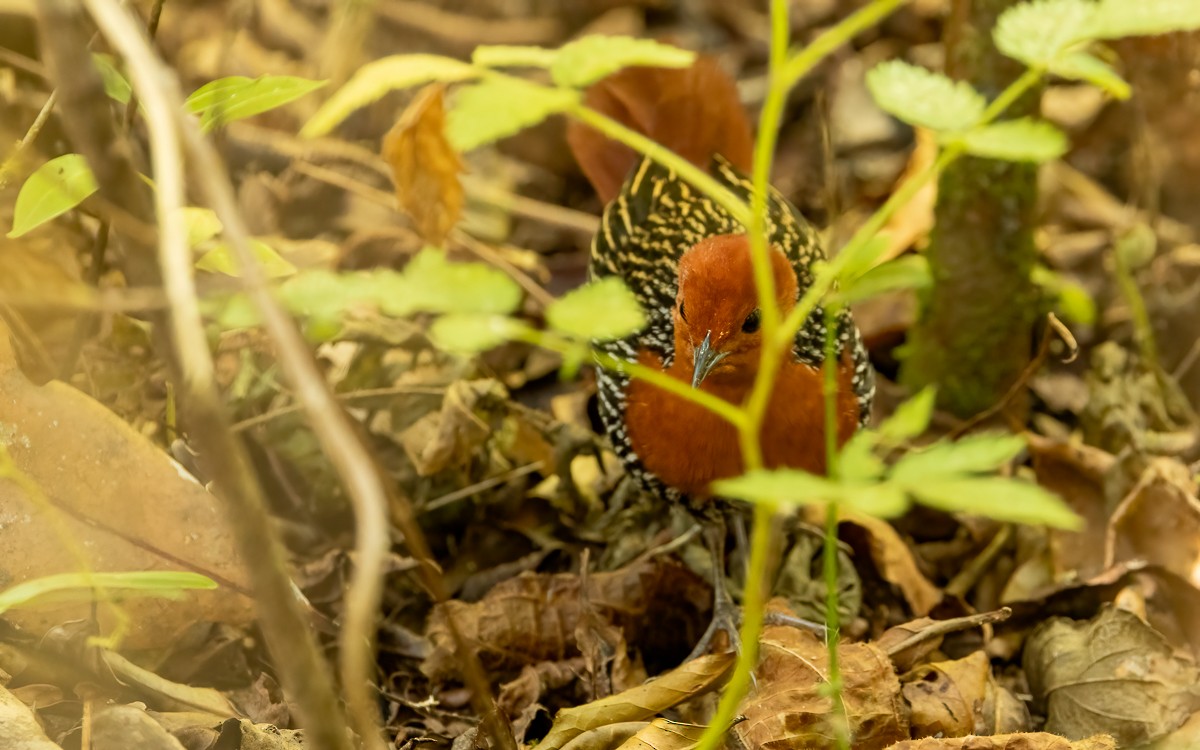 Madagascar Flufftail - ML640945089