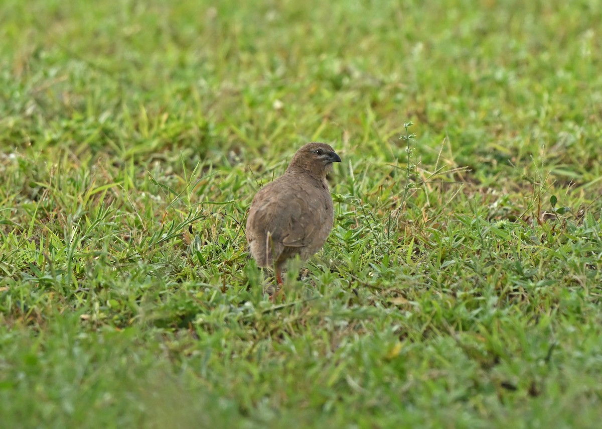 イワヤブウズラ - ML640945097