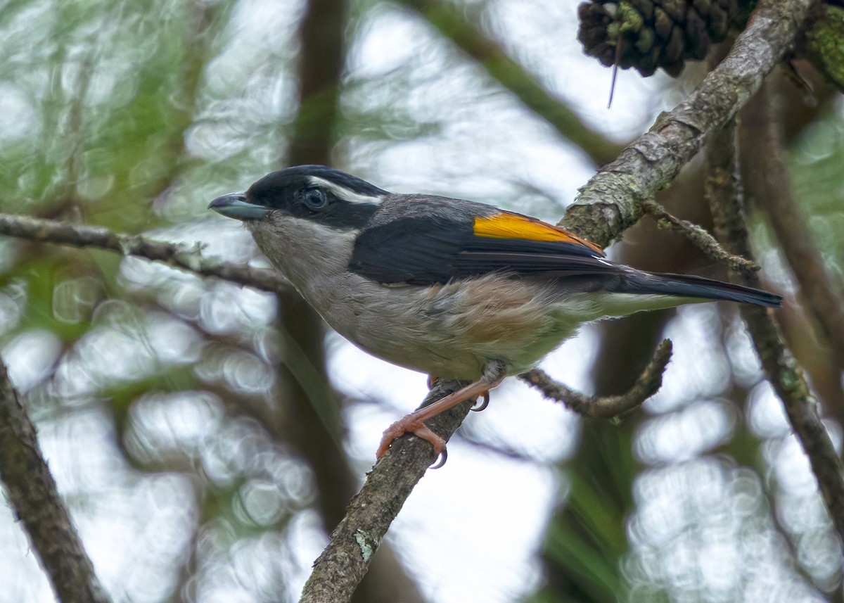 jungelprakttimal (aeralatus gr.) - ML640945124