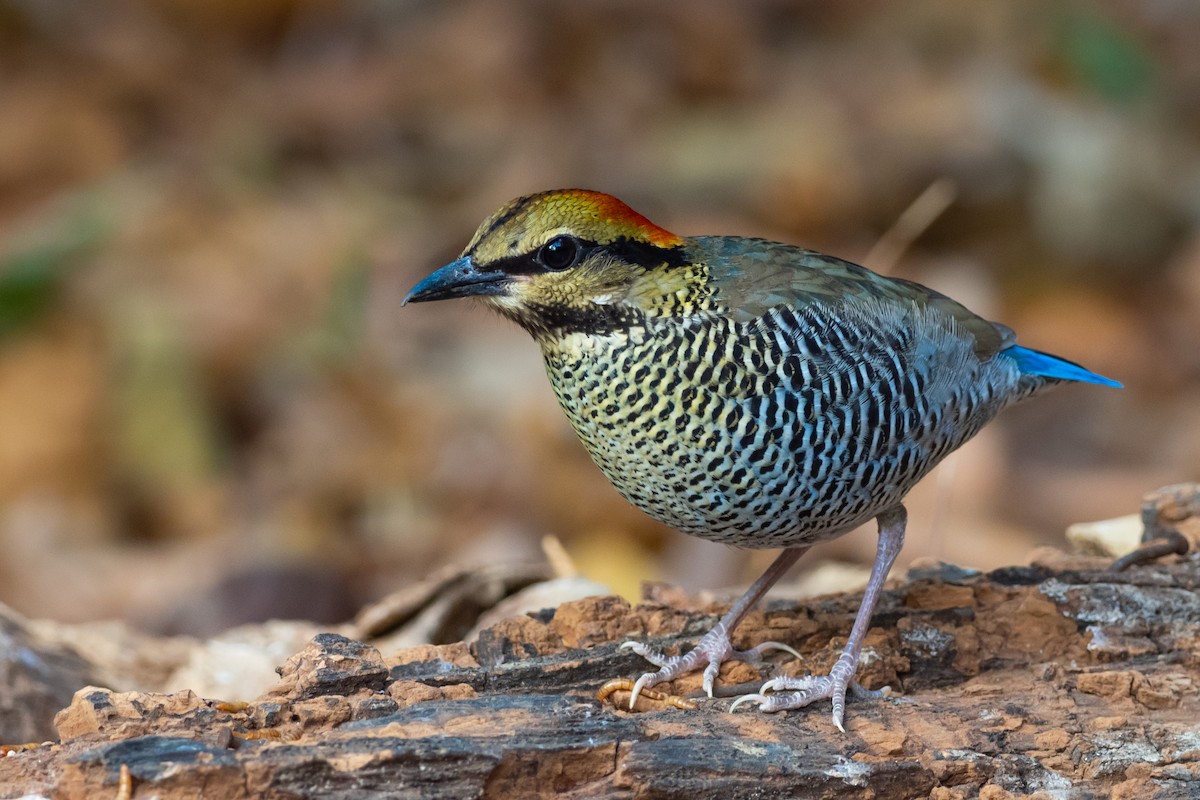 Blue Pitta - ML640945310