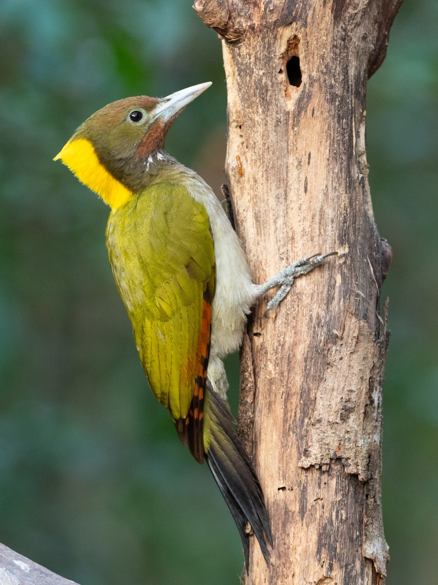 Greater Yellownape - ML640945314
