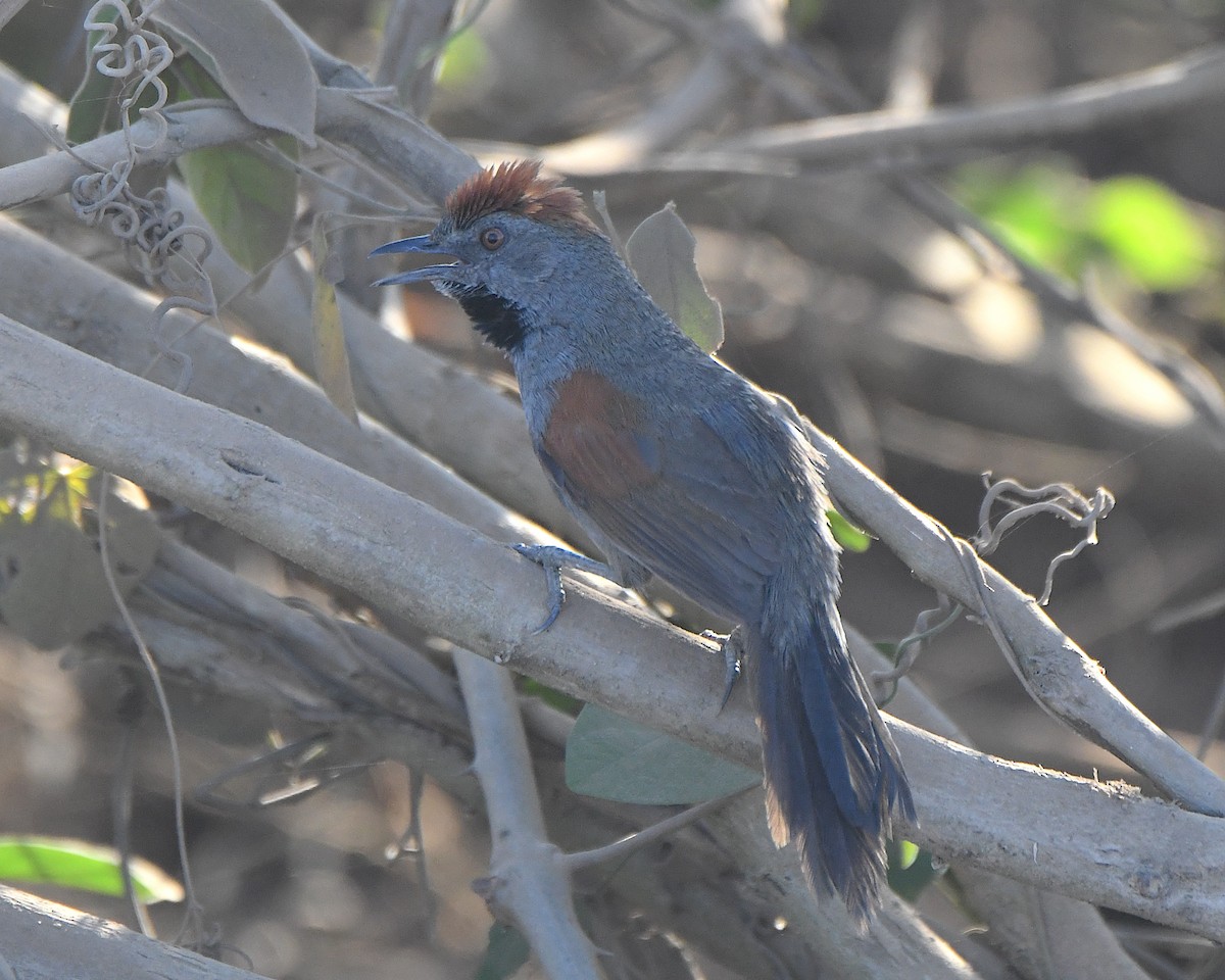 Cinereous-breasted Spinetail - ML640945316