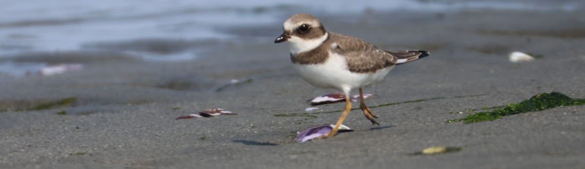 Semipalmated Plover - ML640945318