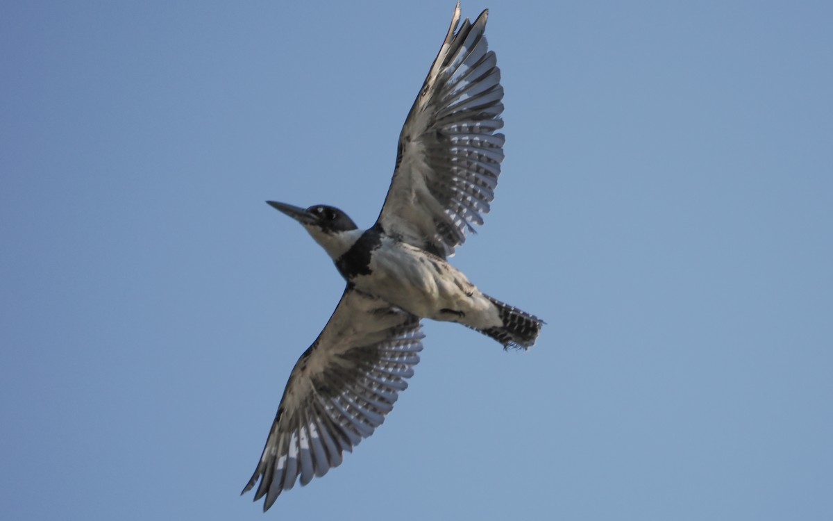 Belted Kingfisher - ML640945326